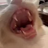 🐱
