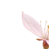 🌸