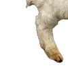 🐑