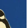 🐧