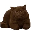 🐈‍⬛️