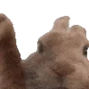 🐇