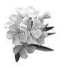 🌸