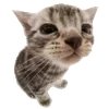 🐱