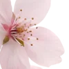 🌸