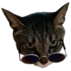 🐱