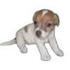 🐶