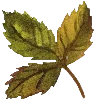 ☘
