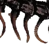 🪳