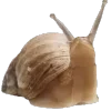 🐌