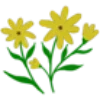 🌼