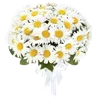 🌼