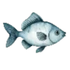 🐟