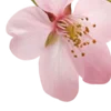🌸