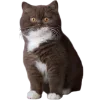🐈