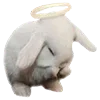 🐰