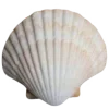 🐚