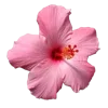 🌸