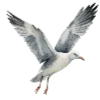 🕊️