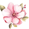 🌸