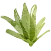 🌱