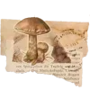 📜
