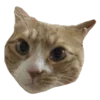 🐱