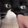 🐱