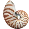 🐚
