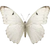 🦋