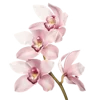 🌸
