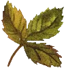 ☘