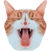 🐱