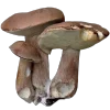 🍄