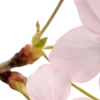 🌸