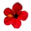 🌺