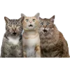🧑‍🤝‍🧑