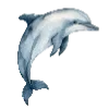 🐬