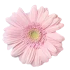 🌸