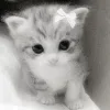 🐱
