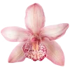 🌸