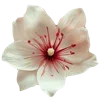 🌸