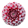 🌺