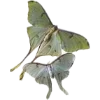 🦋