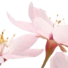 🌸