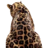 🐆
