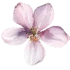 🌸