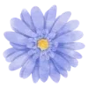 🌺