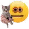 🐱