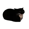 🐱